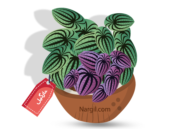 Nargil_Peperomia Caperata